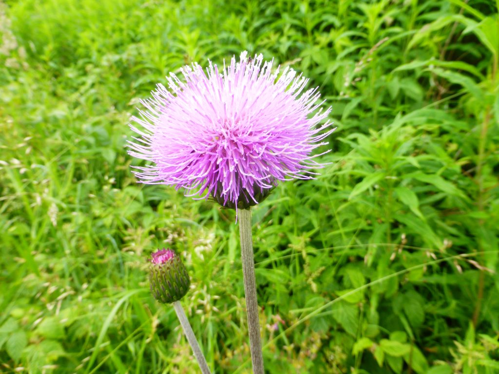 Bland alla fina blommor, gökblomster, vänderot, rödblära, backvial, var nog ändå brudborsten den finaste.