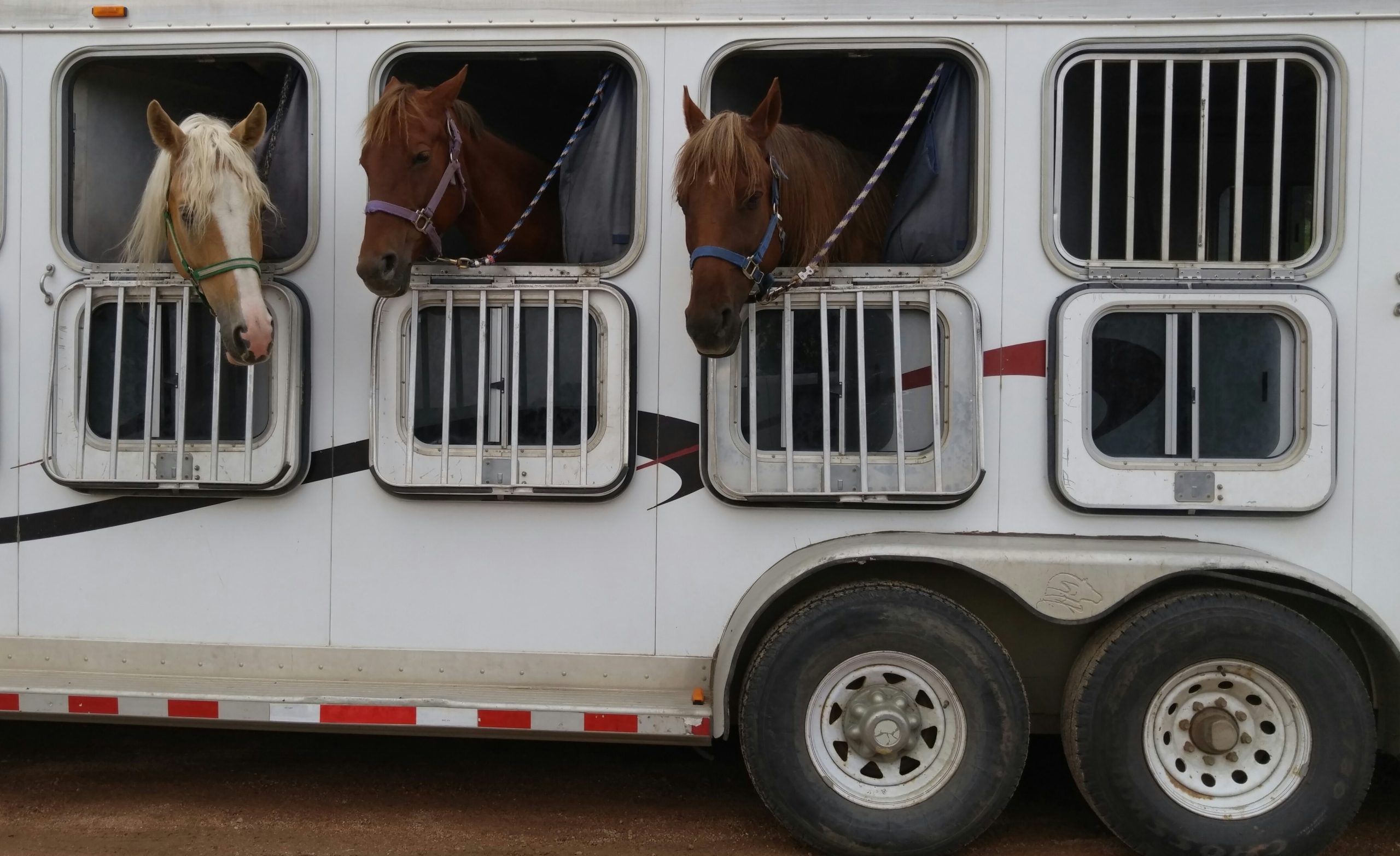 djurtransport