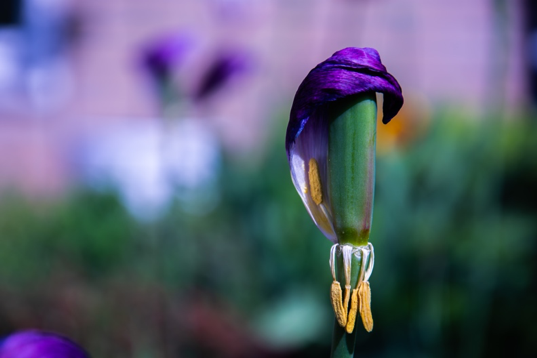 fotografie diafragma