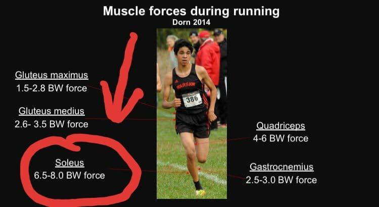 Muscle forces during running