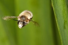 Gewone-sachembij-Anthophora-plumipes