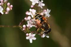 21-6Eristalislineata