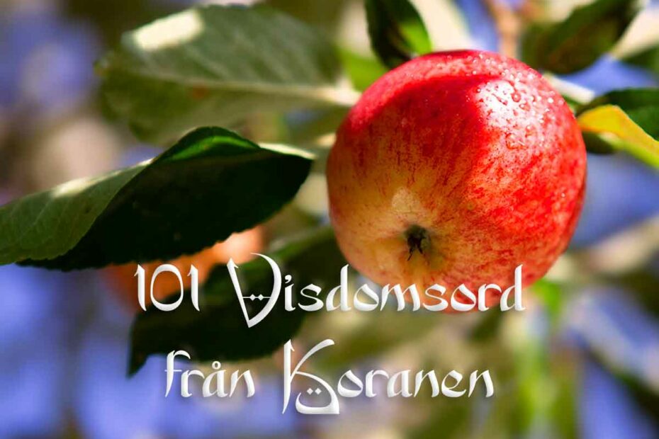 Texten 101 Visdomsord från Koranen och en bild på att äpple.