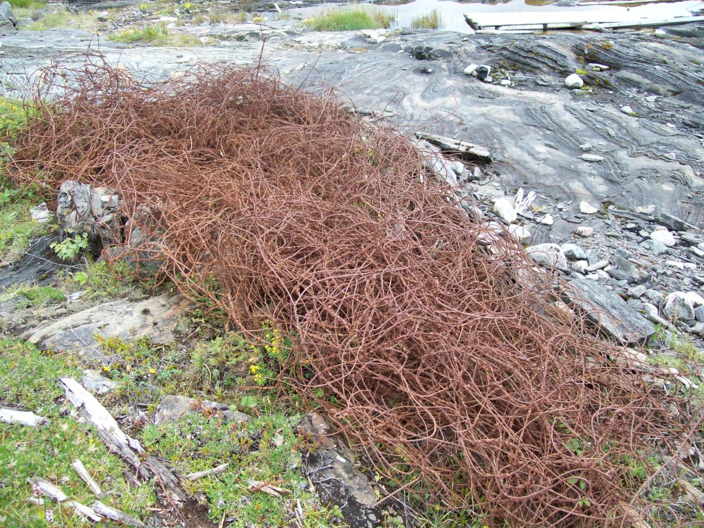 rusty old barbed wire, a symbol for new beginnings