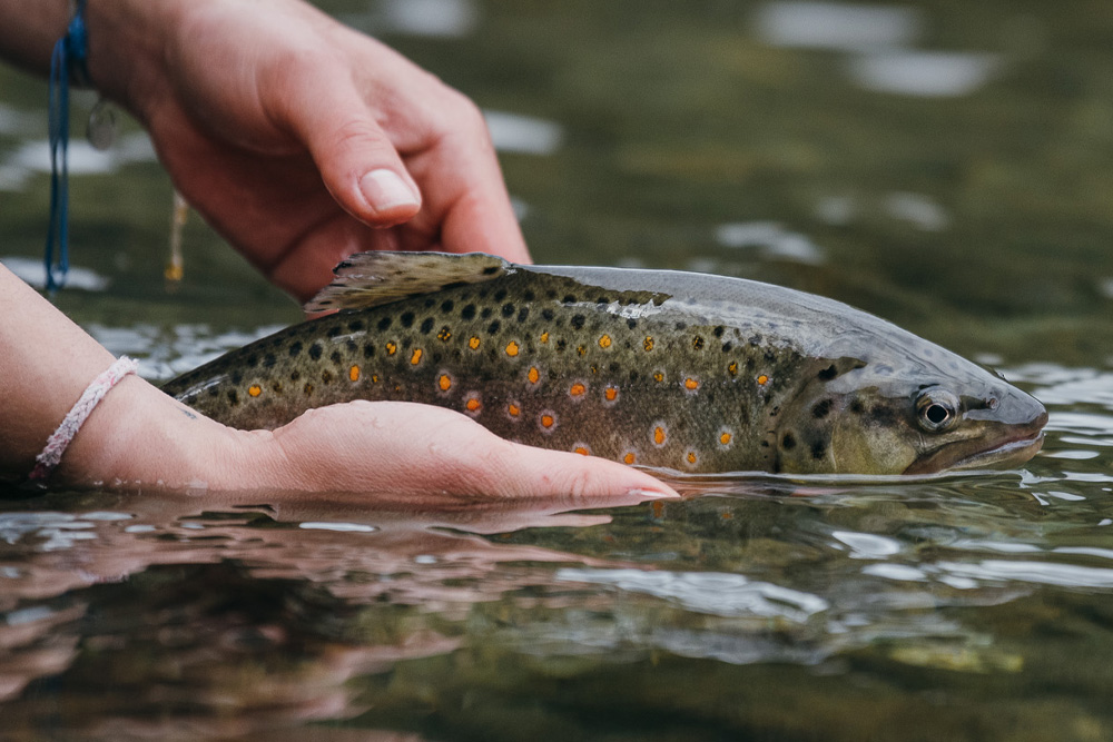 Fly Fishing the Alps and Beyond