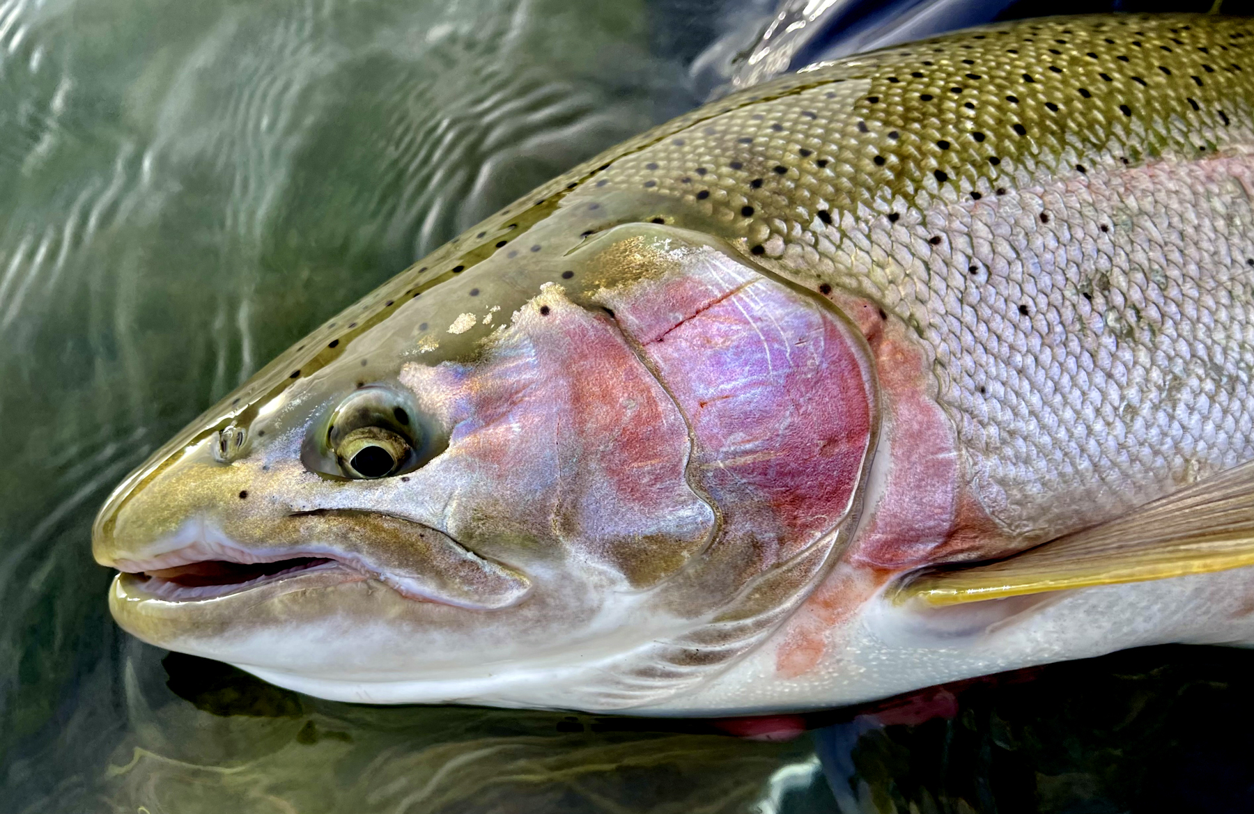 Two-Hand Fly Rods for Giant Rainbows in Alaska – In the Loop Magazine