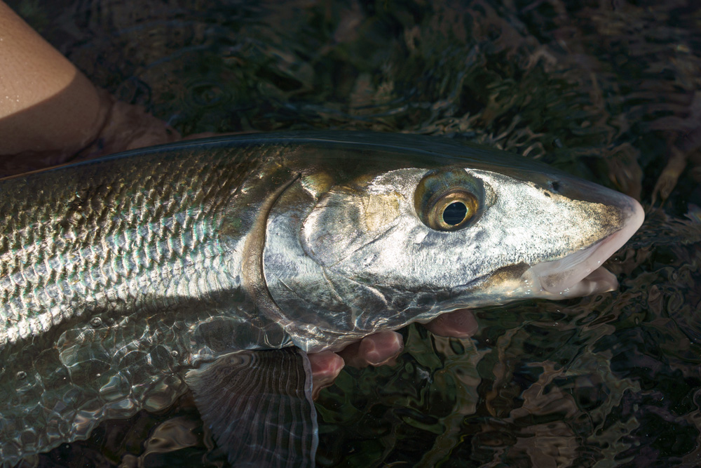 Bonefishing in the French West Indies