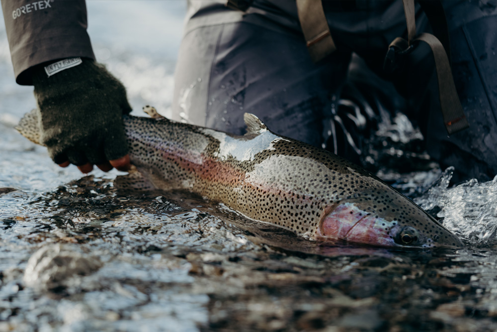 Big Dreams and Big Rainbows