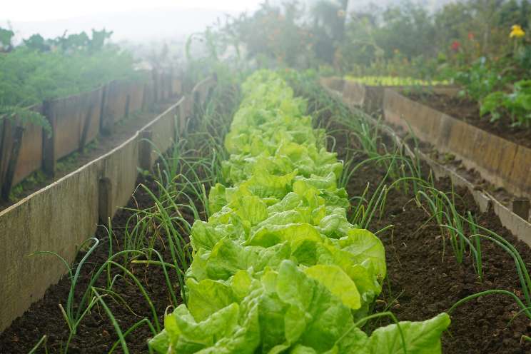 Lettuce for organic menus