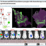 17. Ovarian tumor cells gain competitive advantage by actively reducing the cellular fitness of microenvironment cells