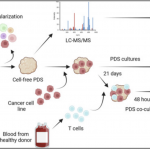 19. Breast cancer patient-derived scaffolds enhance the understanding of PD-L1 regulation and T cell cytotoxicity