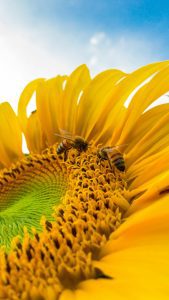 حبوب لقاح النحل للاطفال