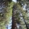 Sequoia Park