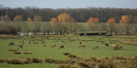 Parc Animalier de Sainte-Croix