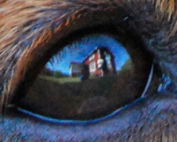 Hundens öga