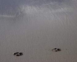 Fotspår i sanden.