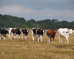 Öland har massor med friska kor som