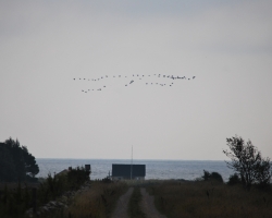 Gott om fåglar på Öland