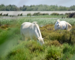 De vackra hästarna i Camargue-deltat!