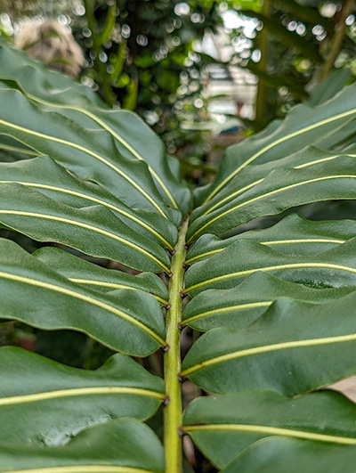green leafs in plamehus