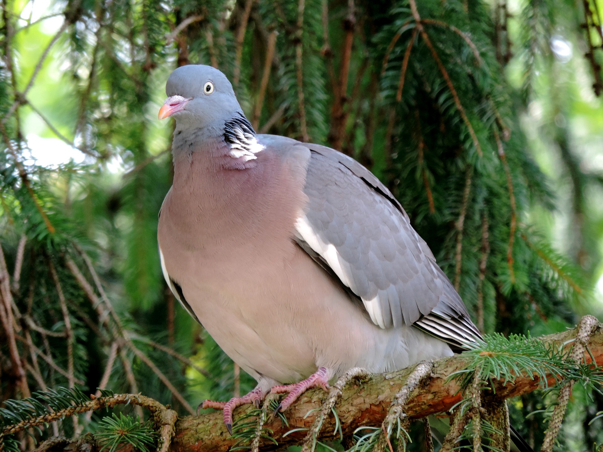 Jägare – visa hänsyn – sluta skjuta ringduvor 1 augusti!