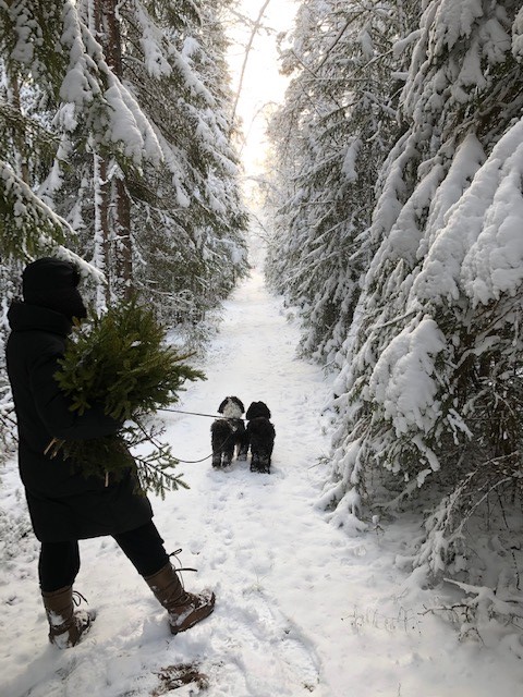 Vad händer i skogen?