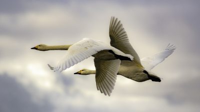 Jaktkritikerna överklagar skyddsjakt på sångsvan och trana