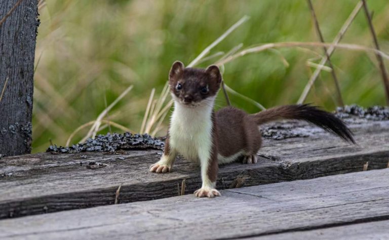 Hermelin - Jaktkritikerna