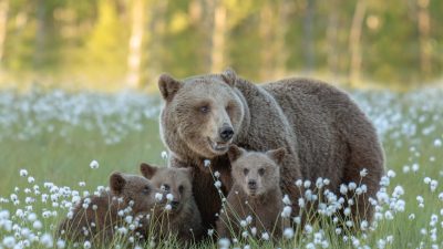 Jaktkritikerna överklagar licensjakt björn 2021