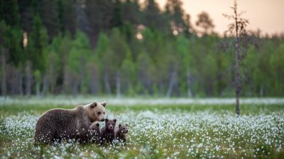 Djurens upplevelse av jakten belyses alltför sällan i medier