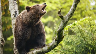 Illegala jaktmetoder – björn