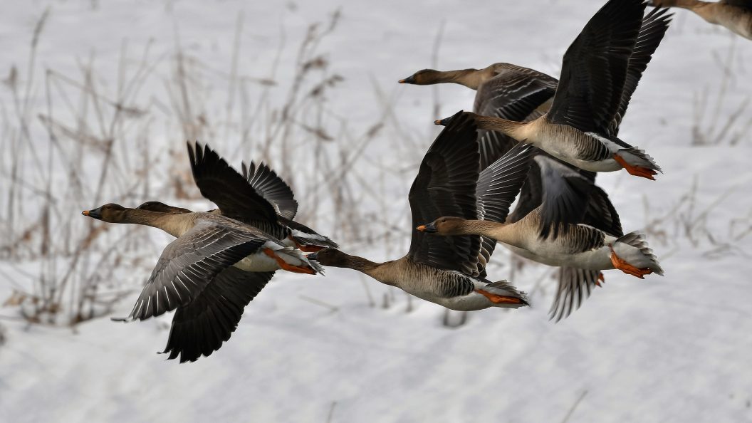 Sädgäss, flygande flock, vinter