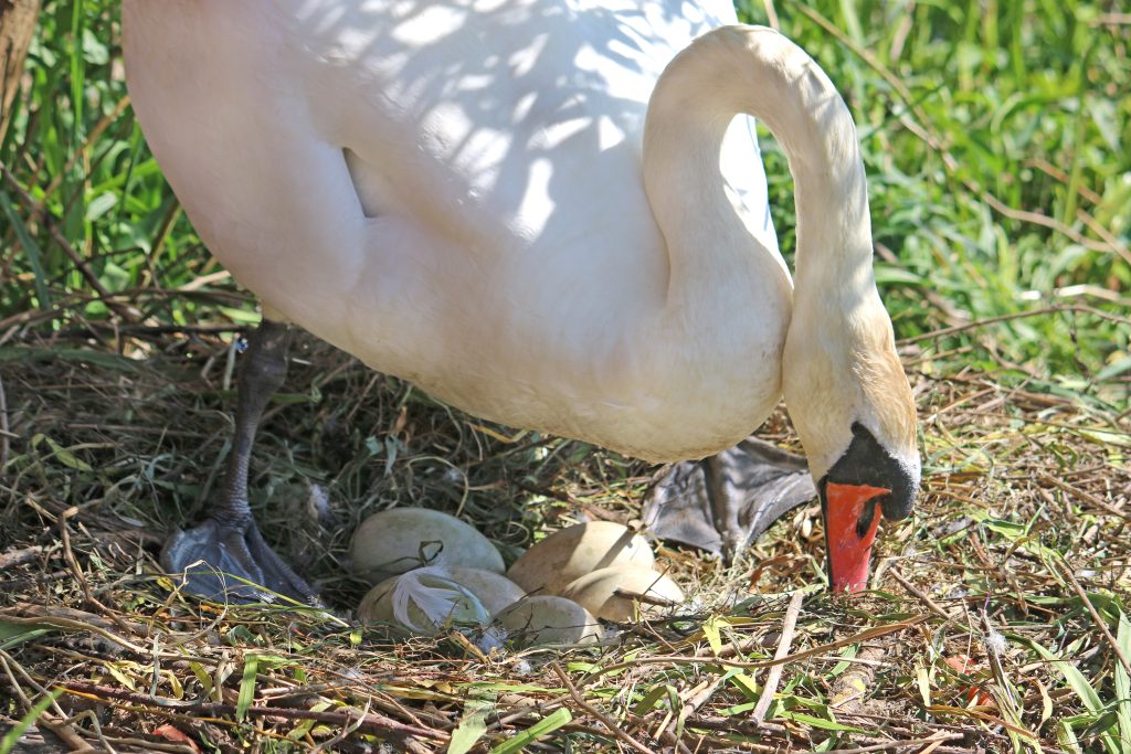 Svanförälder med ägg