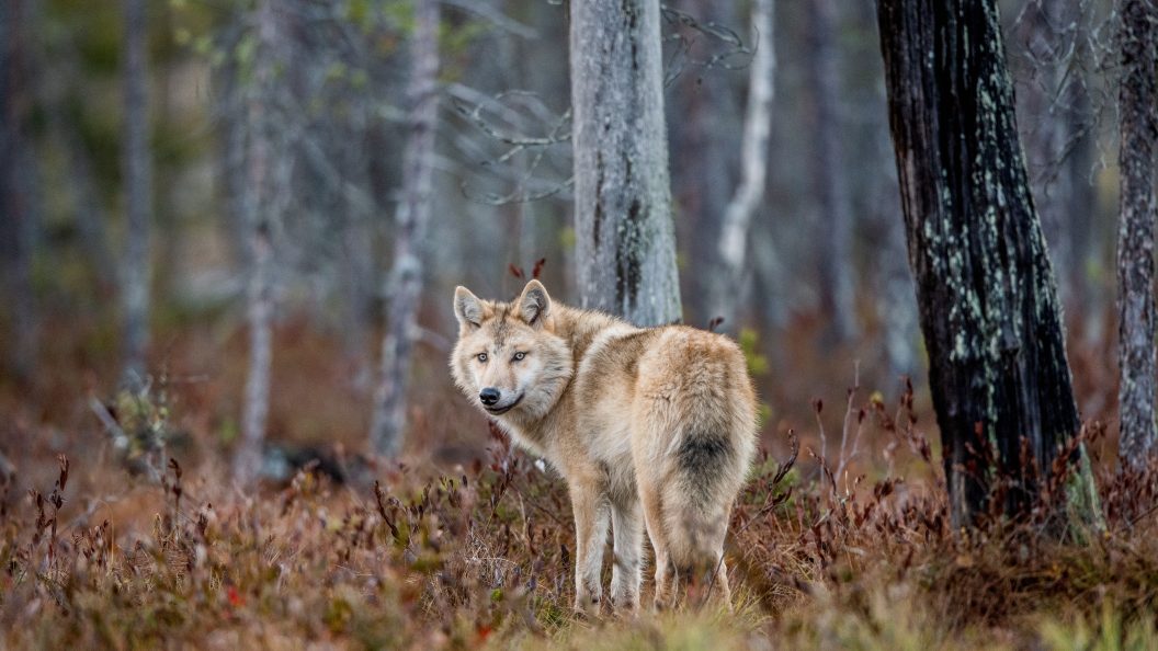 Varg bakifrån, i skog