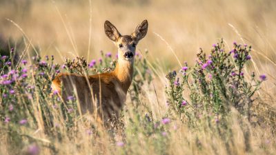 Jaktkritikerna säger nej till jakt i nybildat naturreservat