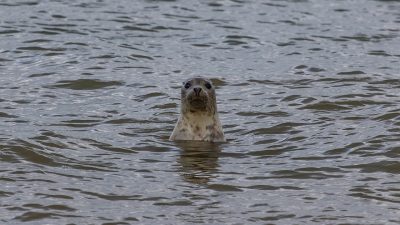 Jägare skjuter mig för att jag äter fisk