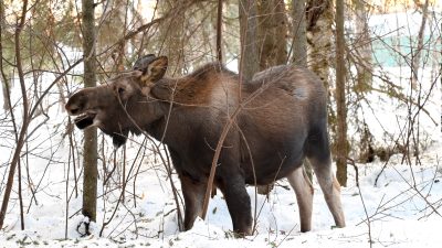 Holmen skog planerade jakt på högdräktiga älgar