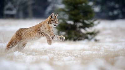 Världsnaturdagen – vi hyllar lodjuret