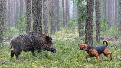 Stoppa löshundsjakt från att klassas som världsarv