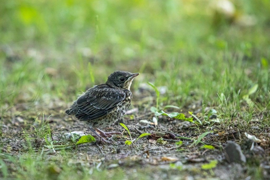 Björktrast - Fieldfare