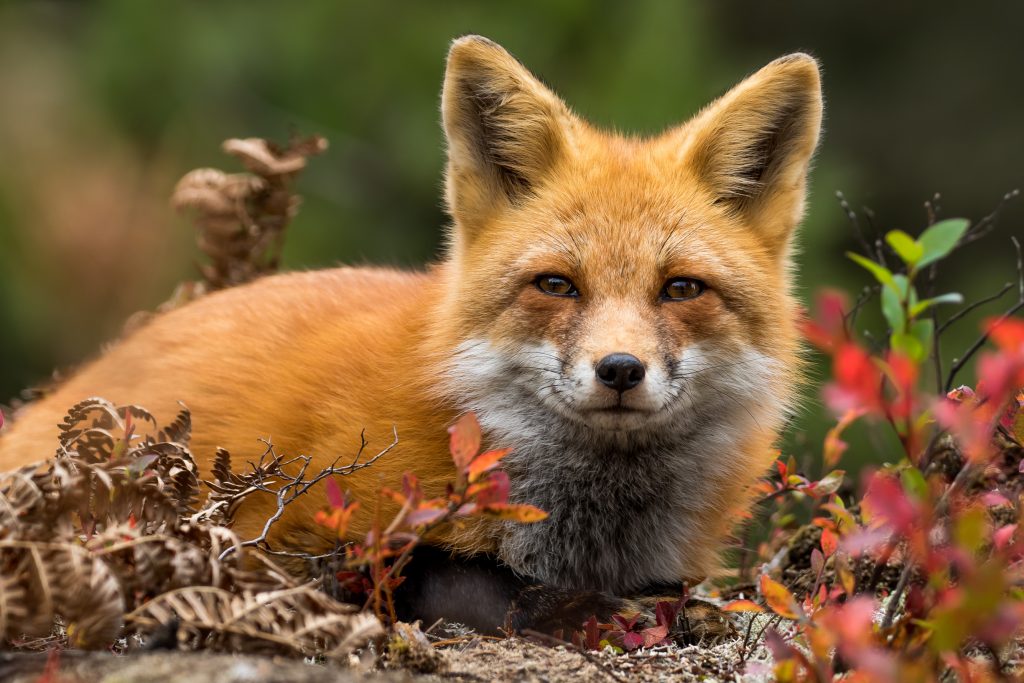 Ca 60 000 rävar dödas varje år av jägare