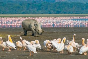rhino walking among flamingos