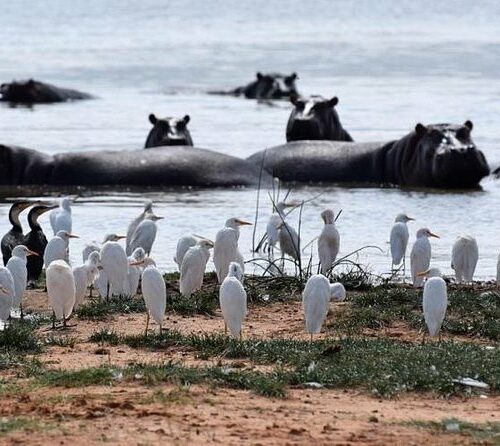 hippos and storks