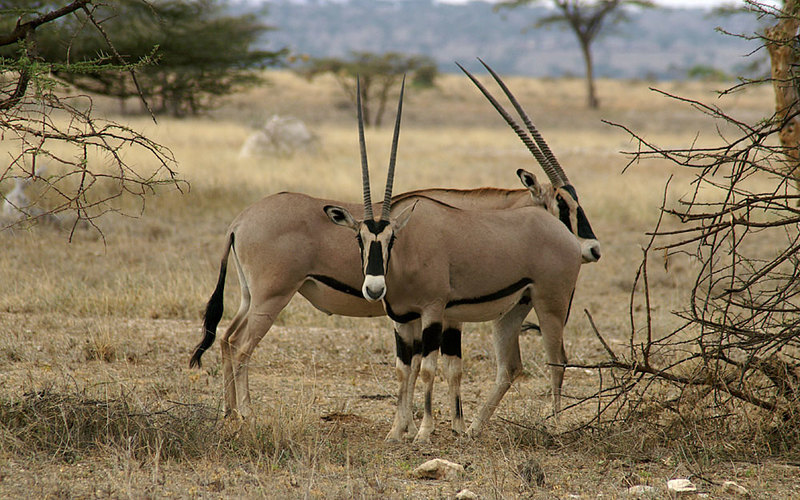 Buffalo_Springs_National_Reserve