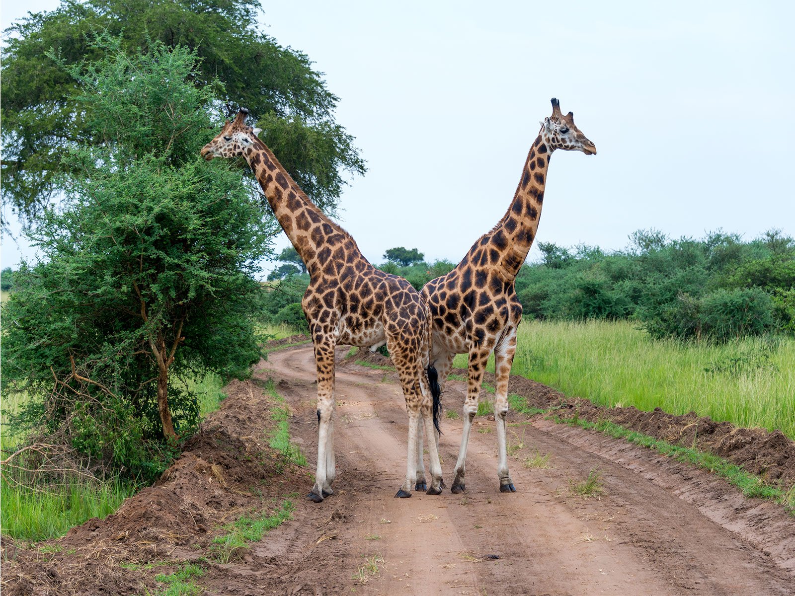 Explore-Karuma-wildlife-reserve