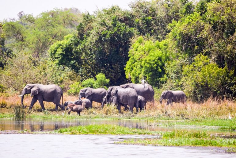 Karuma-Wildlife-Reserve