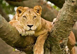 lioness peeping from a tree