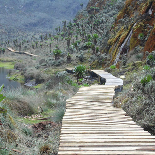 Rwenzori-Mountains-National-Park-boardwalk.