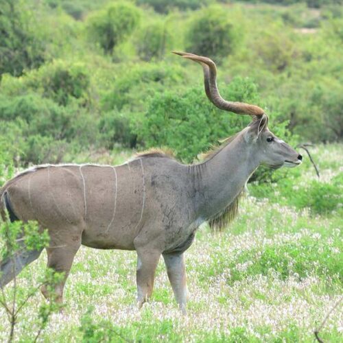 greater kudu