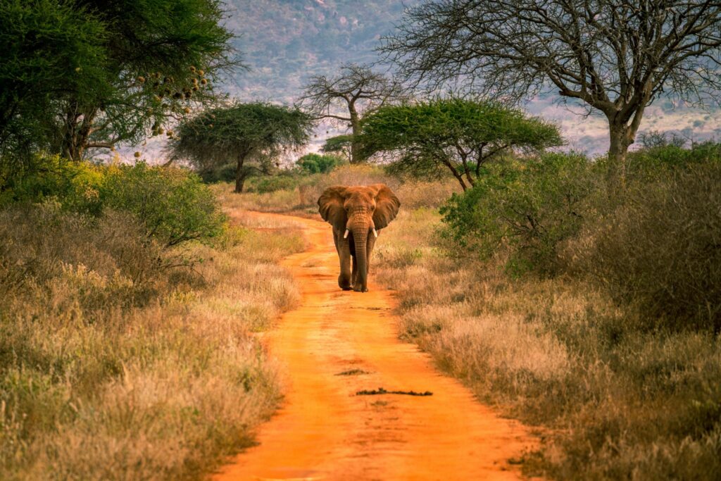 elephant in tsavo west